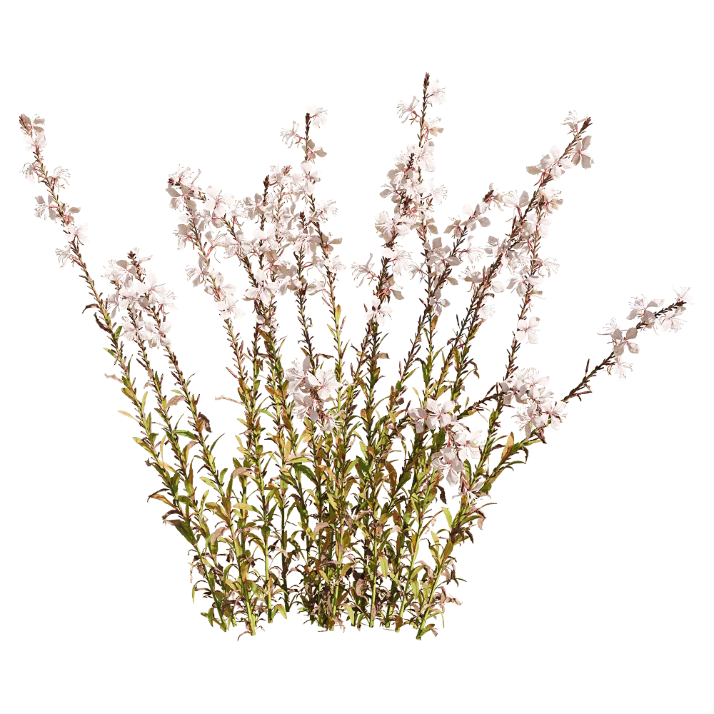 decoration – Oenothera lindheimeri 6 3D Model decoration – Oenothera lindheimeri 6 3D Model