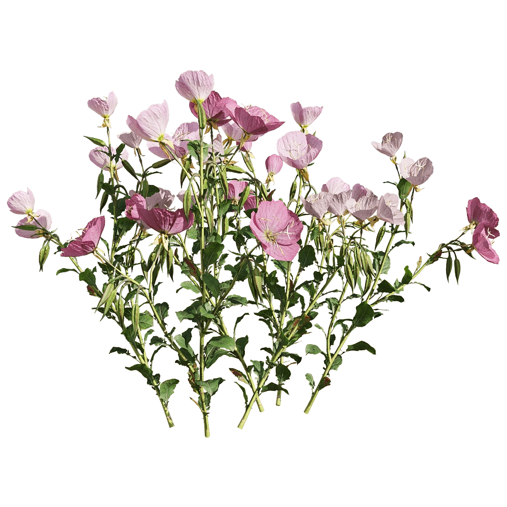 decoration – Oenothera speciosa 1 3D Model decoration – Oenothera speciosa 1 3D Model