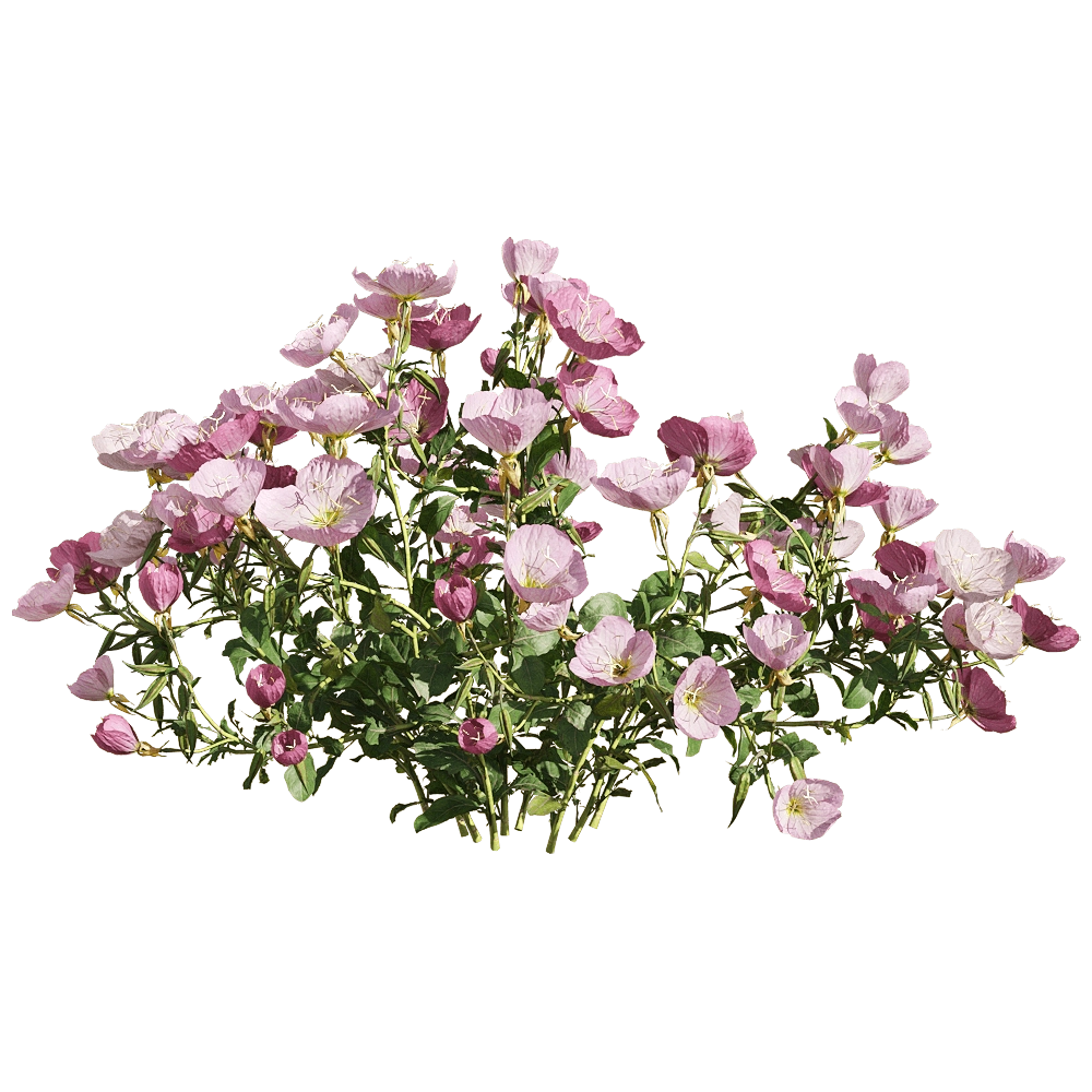 decoration – Oenothera speciosa 2 3D Model decoration – Oenothera speciosa 2 3D Model