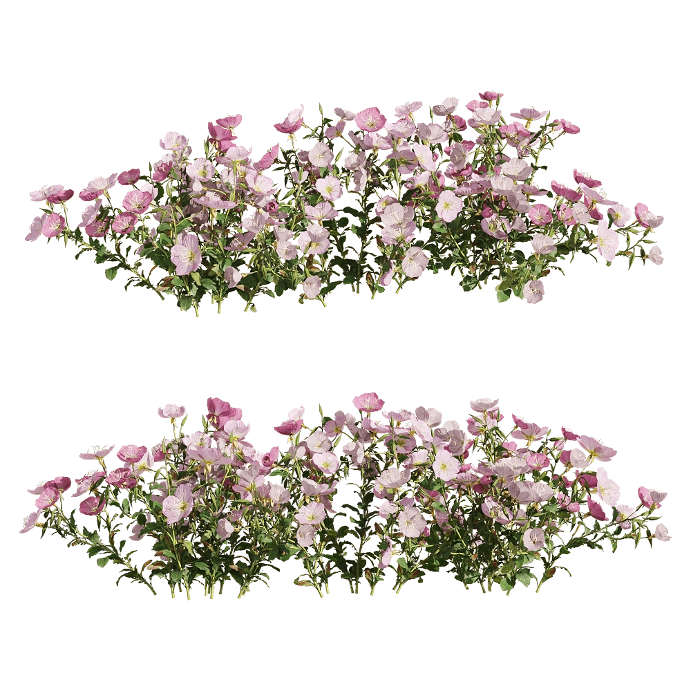 decoration – Oenothera speciosa 3 3D Model decoration – Oenothera speciosa 3 3D Model