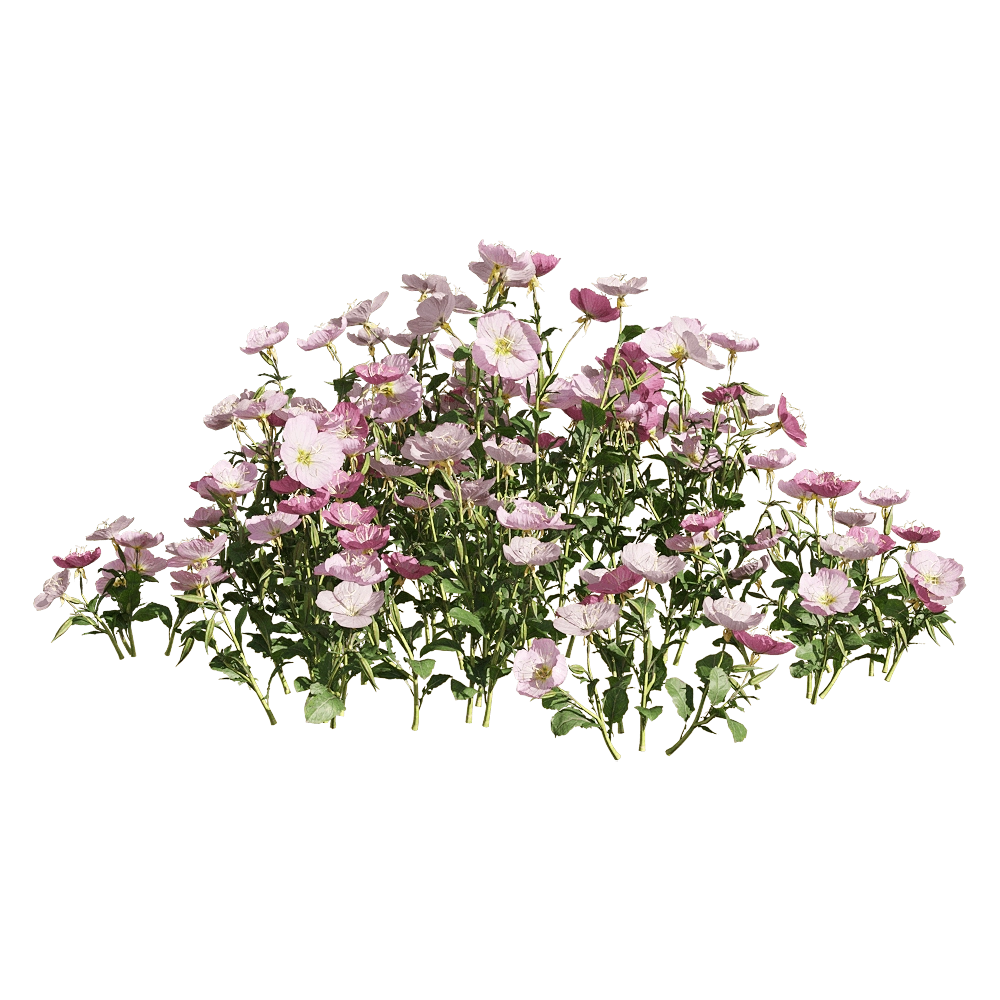 decoration – Oenothera speciosa 4 3D Model decoration – Oenothera speciosa 4 3D Model