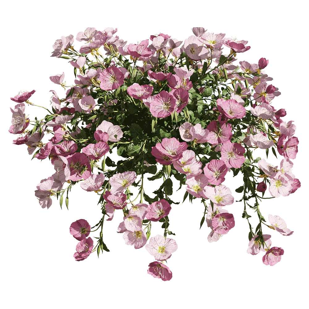 decoration – Oenothera speciosa 5 3D Model decoration – Oenothera speciosa 5 3D Model