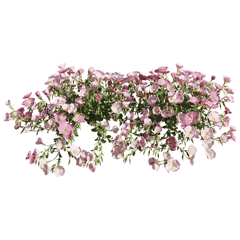 decoration – Oenothera speciosa 6 3D Model decoration – Oenothera speciosa 6 3D Model