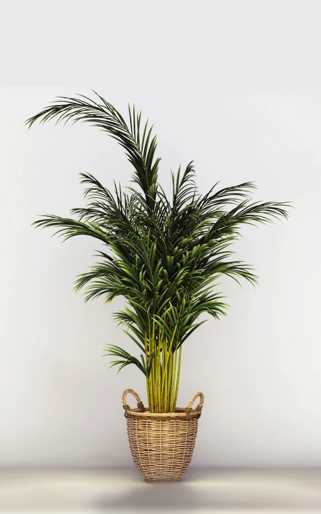 decoration – Office Tree 3D Model decoration – Office Tree 3D Model