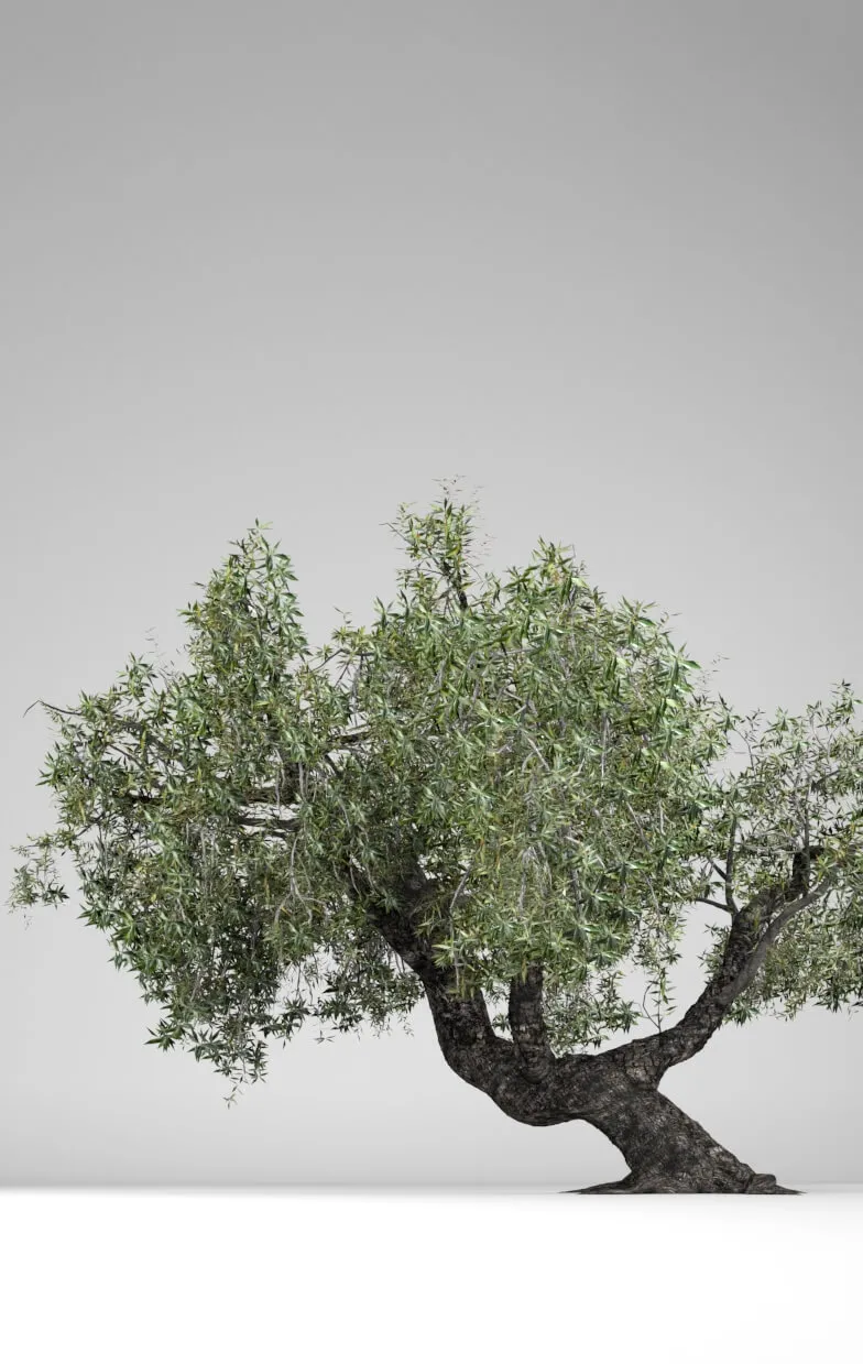decoration – Olea Europaea 3D Model decoration – Olea Europaea 3D Model