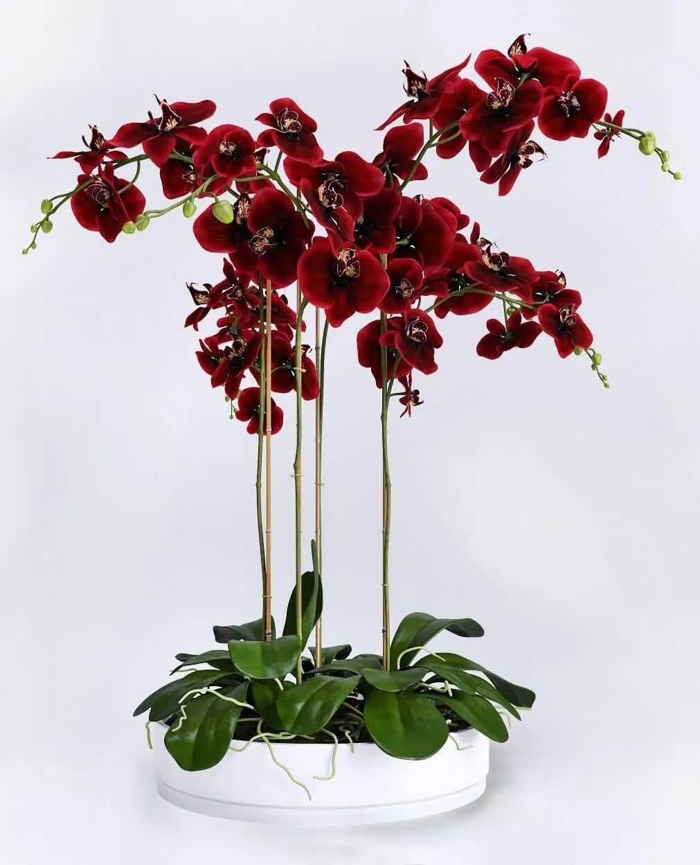 decoration – Orchid 11 3D Model decoration – Orchid 11 3D Model