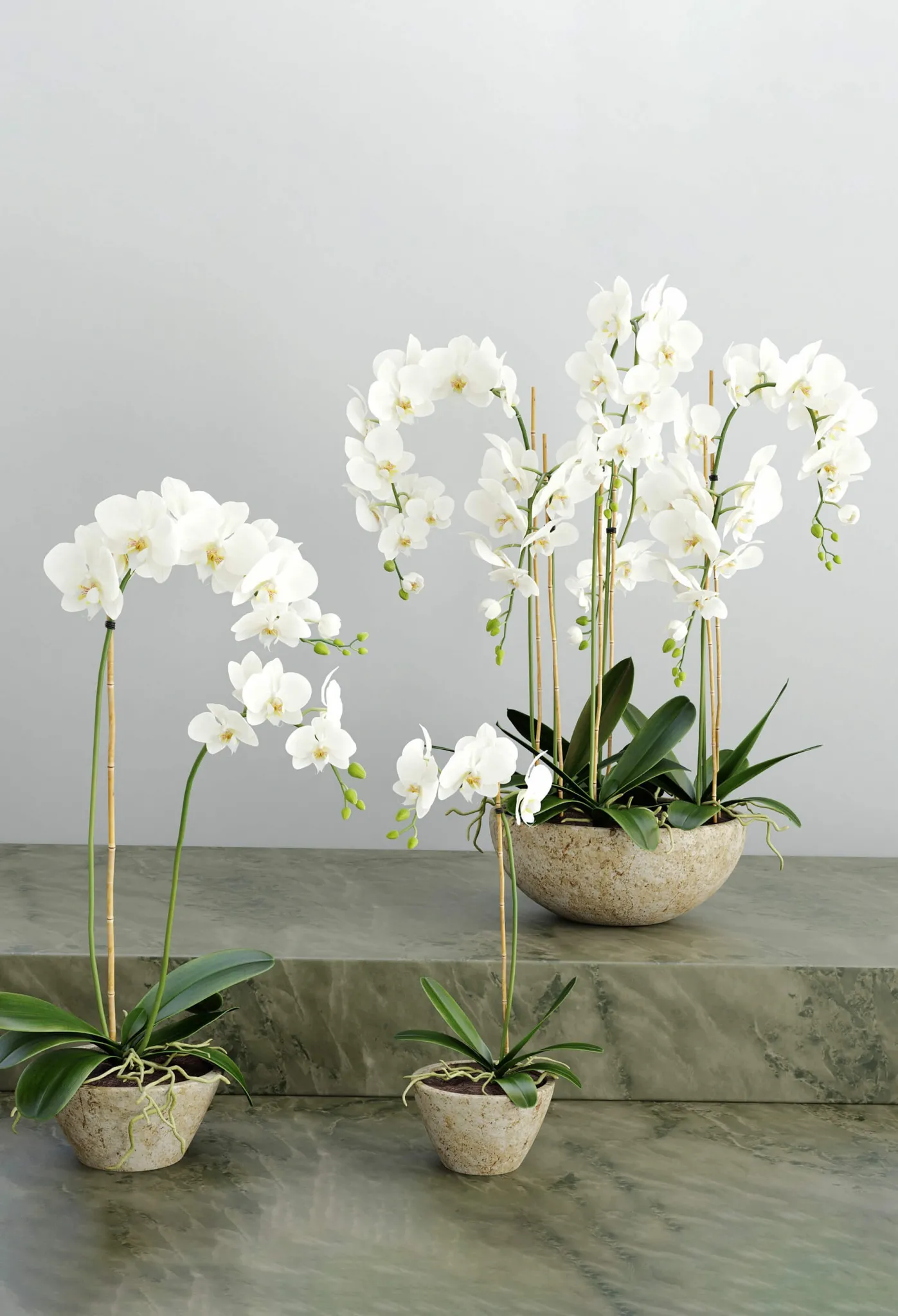 decoration – Orchid 3 3D Model decoration – Orchid 3 3D Model