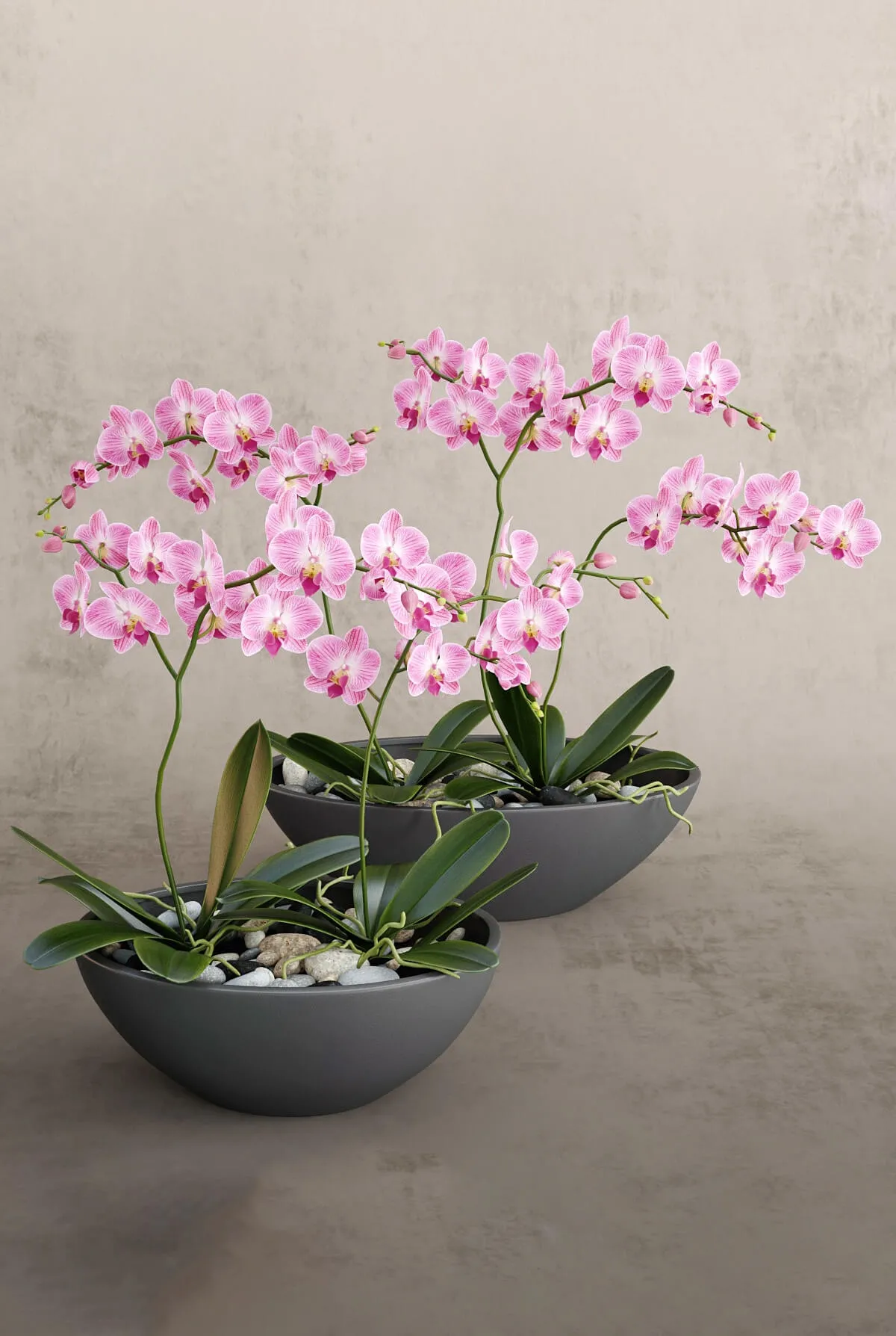 decoration – Orchid 32 3D Model decoration – Orchid 32 3D Model