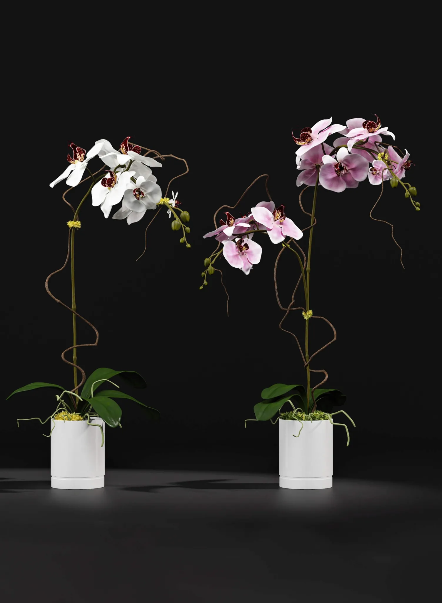decoration – Orchid 8 3D Model decoration – Orchid 8 3D Model