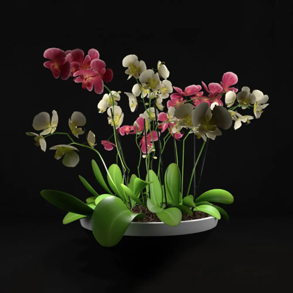decoration – Orchids 3D Model