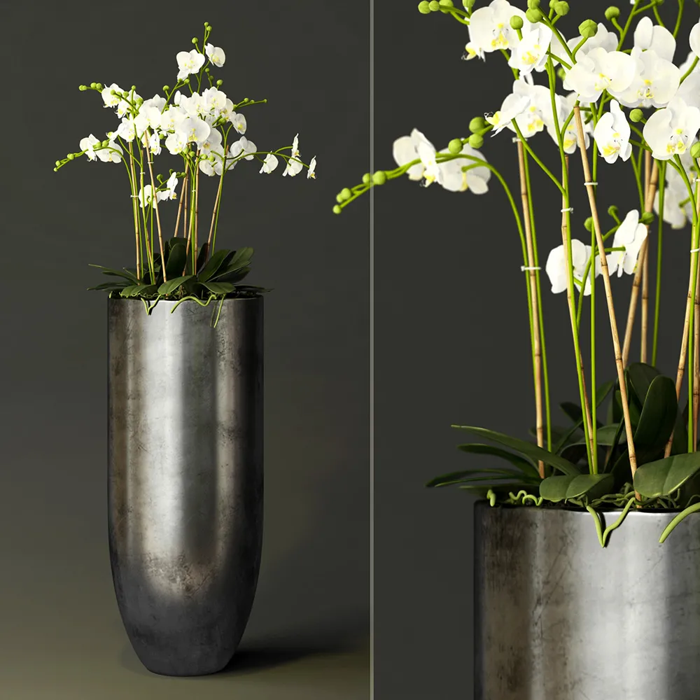 decoration – Orchids in a long metal pot 3D Model