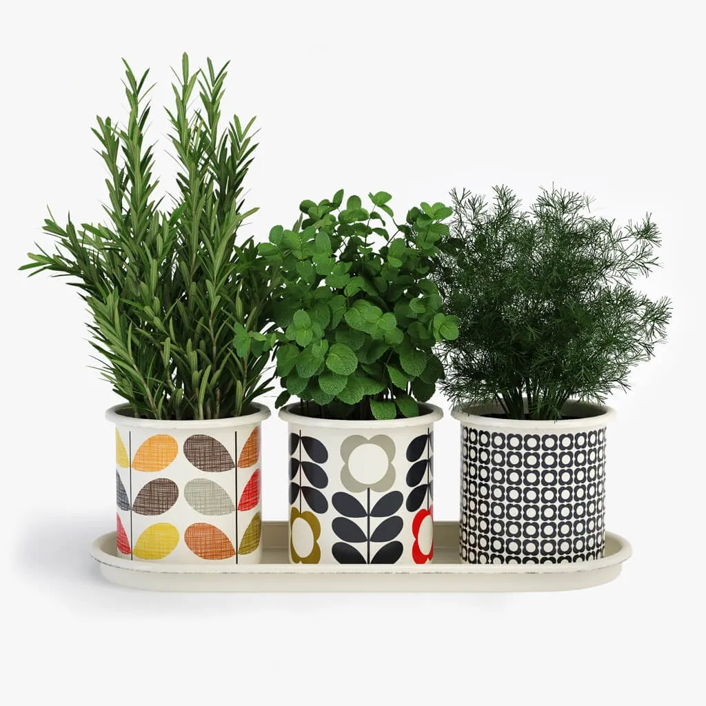 decoration – Orla Kiely herb of pots 3D Model
