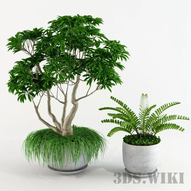 decoration – Ornamental tree Plumeria Frangipani 3D Model