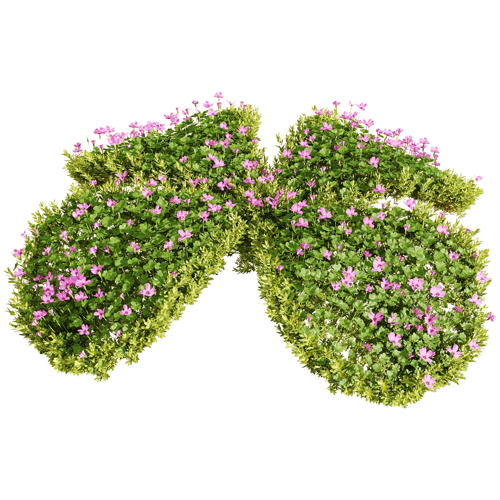decoration – Oxalis corymbosa 2 3D Model decoration – Oxalis corymbosa 2 3D Model