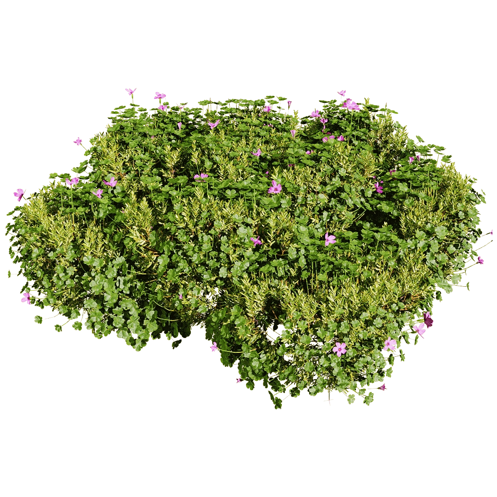 decoration – Oxalis corymbosa 3 3D Model decoration – Oxalis corymbosa 3 3D Model