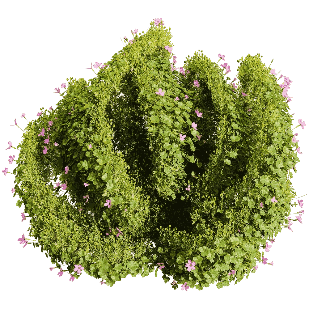 decoration – Oxalis corymbosa 6 3D Model decoration – Oxalis corymbosa 6 3D Model