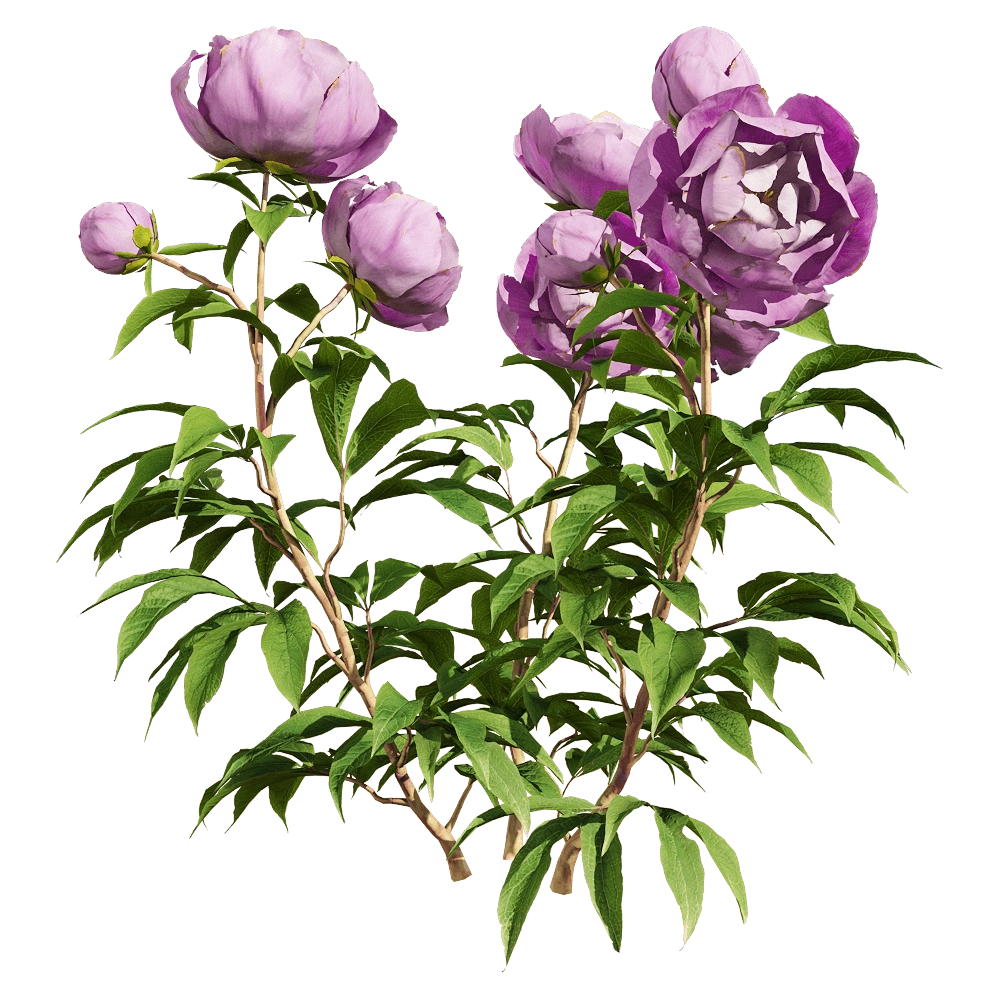decoration – Paeonia lactiflora 2 3D Model decoration – Paeonia lactiflora 2 3D Model