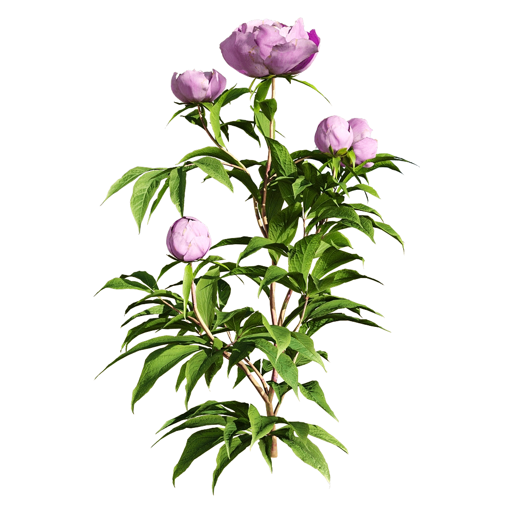 decoration – Paeonia lactiflorai 1 3D Model decoration – Paeonia lactiflorai 1 3D Model