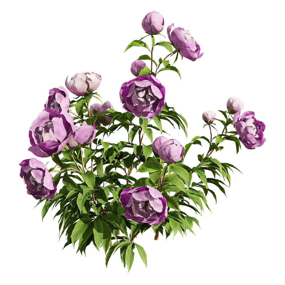 decoration – Paeonia lactiflorai 3 3D Model decoration – Paeonia lactiflorai 3 3D Model