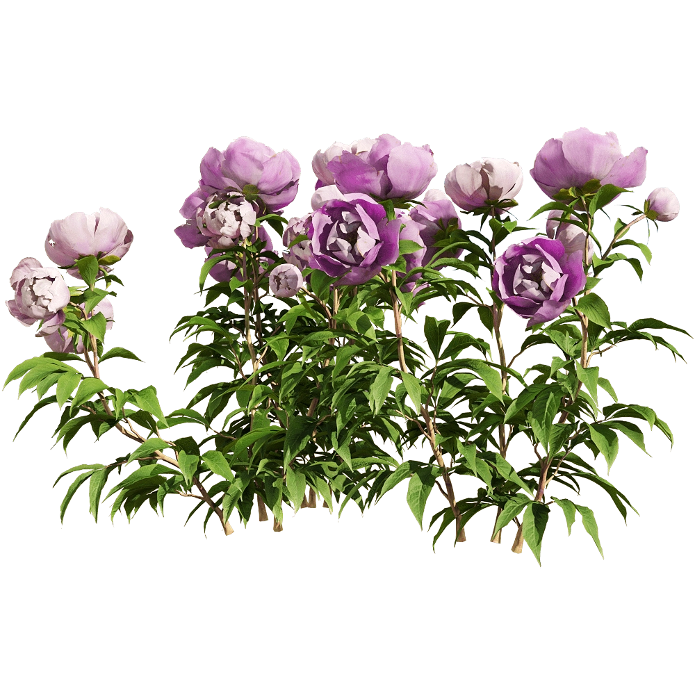 decoration – Paeonia lactiflorai 4 3D Model decoration – Paeonia lactiflorai 4 3D Model