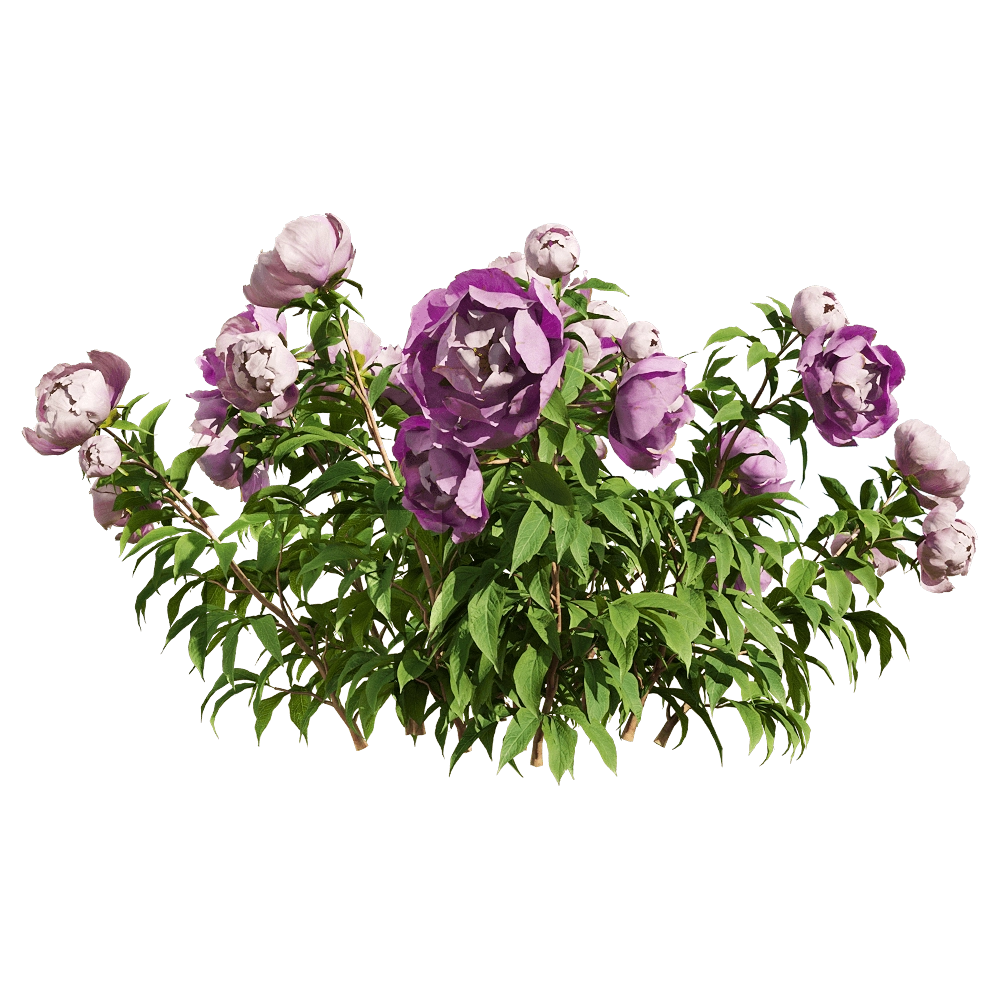 decoration – Paeonia lactiflorai 5 3D Model decoration – Paeonia lactiflorai 5 3D Model