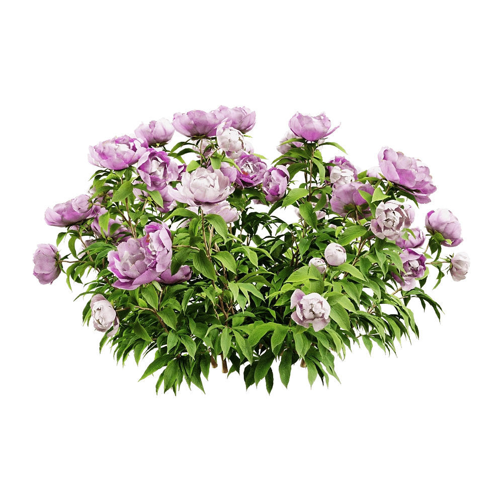 decoration – Paeonia lactiflorai 6 3D Model decoration – Paeonia lactiflorai 6 3D Model