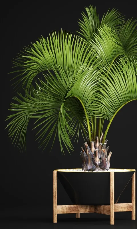 decoration – Palm 01 3D Model