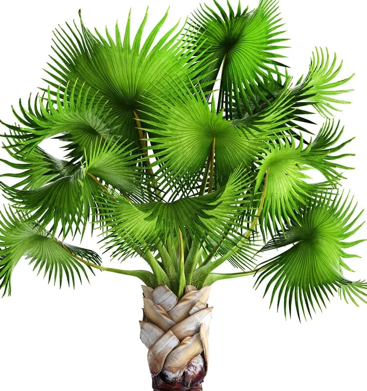 decoration – Palm 05 3D Model decoration – Palm 05 3D Model
