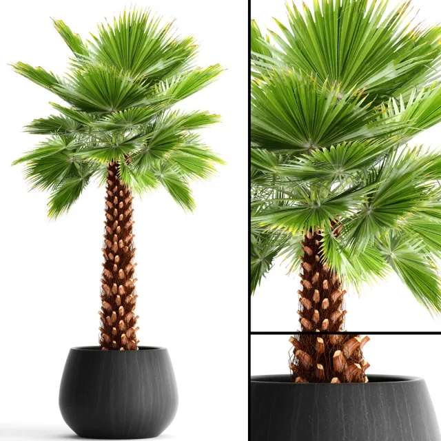 decoration – Palm 3D Model