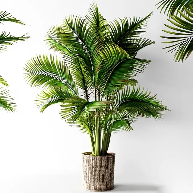 decoration – Palm areca 3D Model decoration – Palm areca 3D Model