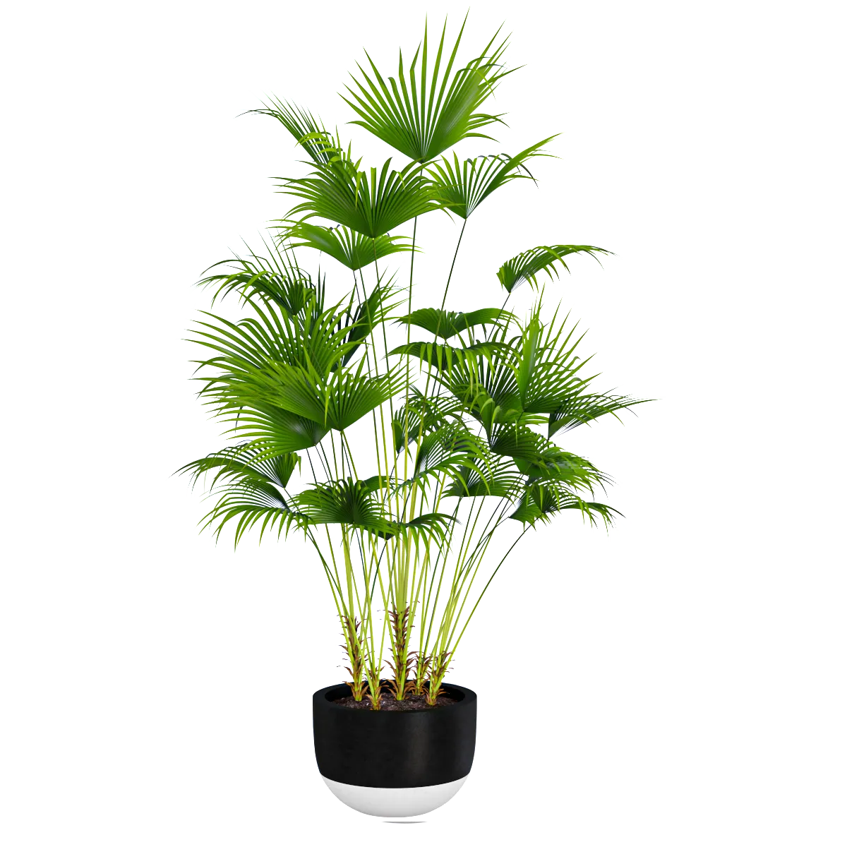 decoration – Palm plant 3D Model