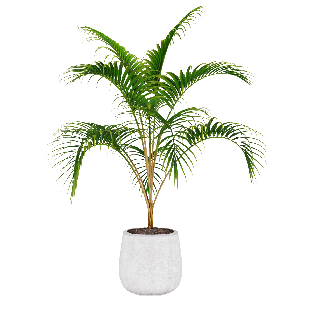 decoration – Palm plant 3D Model