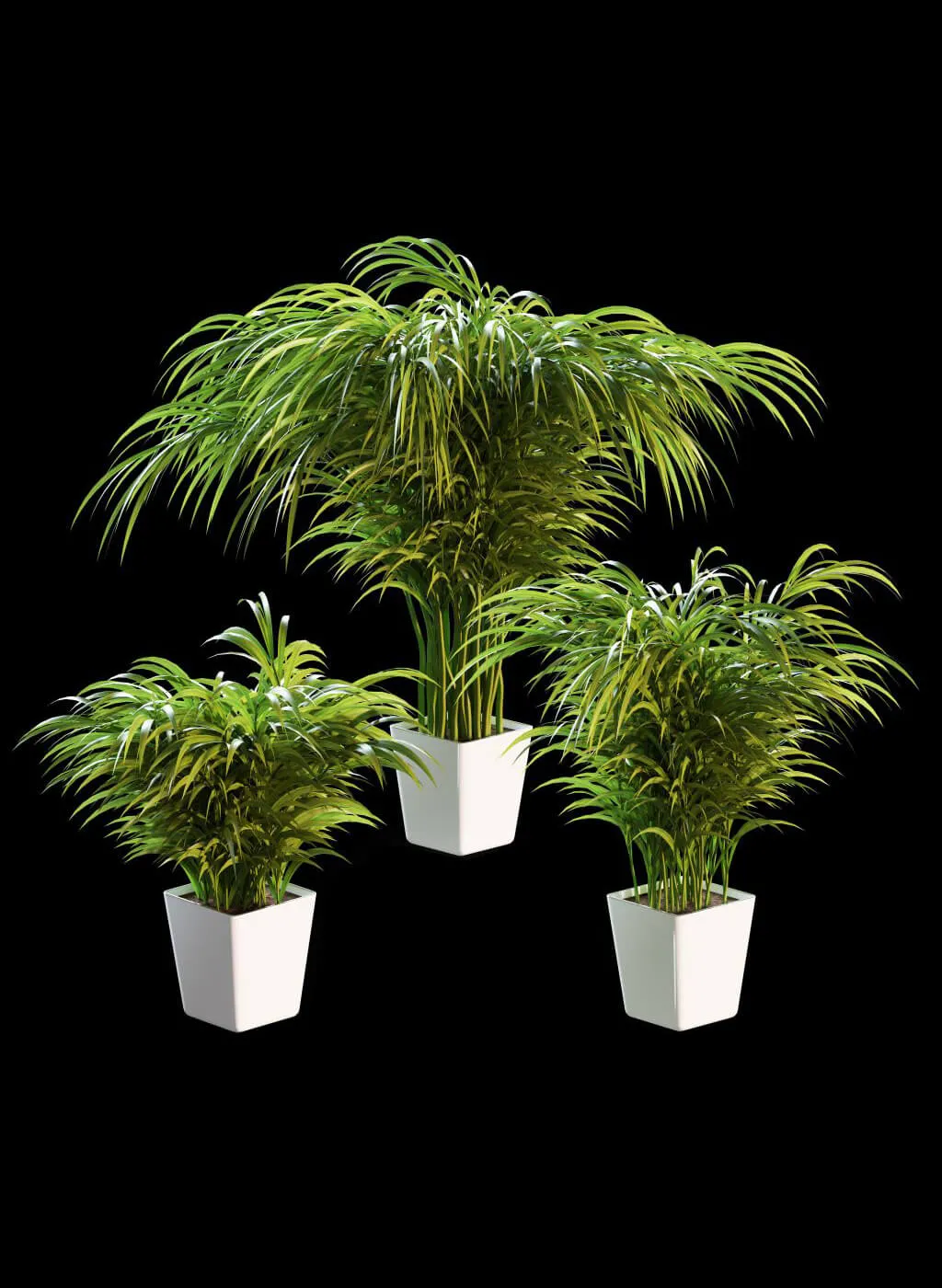 decoration – Palm tree 3D Model