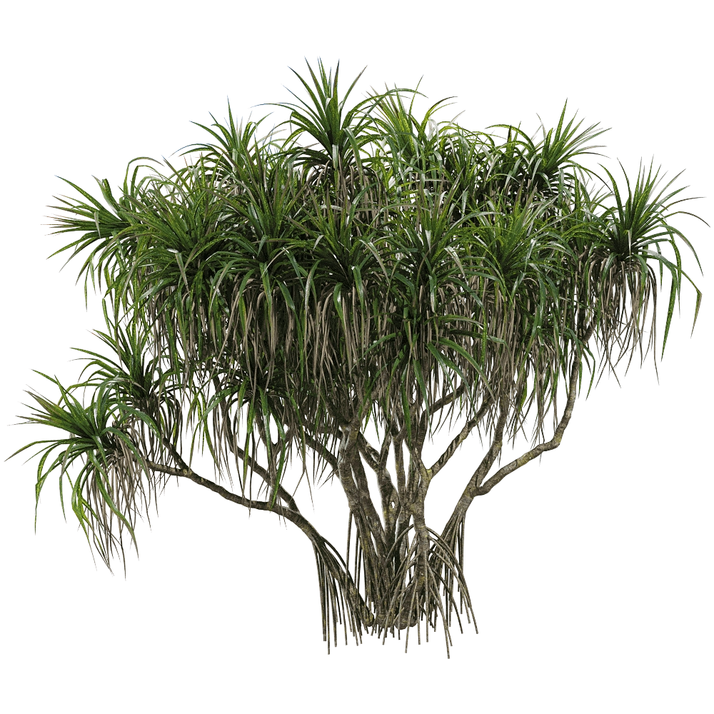 decoration – Pandanus tectorius 1 3D Model decoration – Pandanus tectorius 1 3D Model
