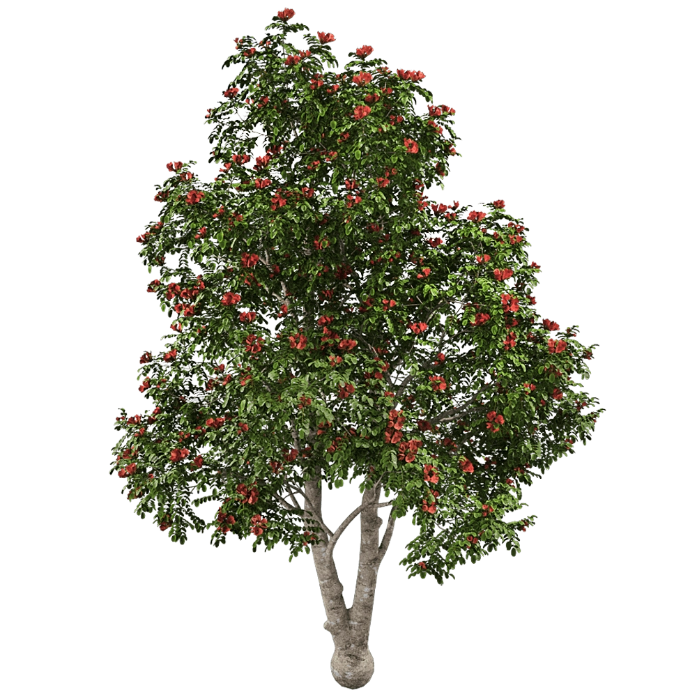 decoration – Pathodea Campanulata 01 01 3D Model