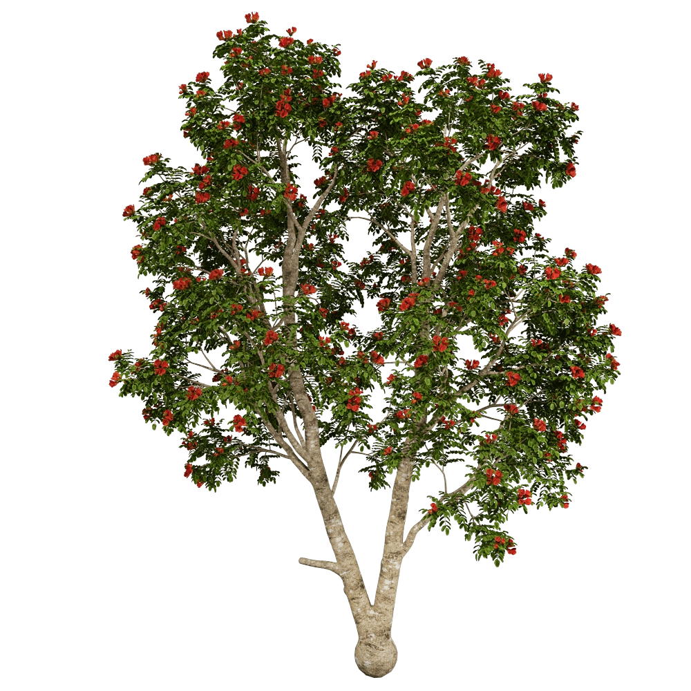 decoration – Pathodea Campanulata 01 02 3D Model