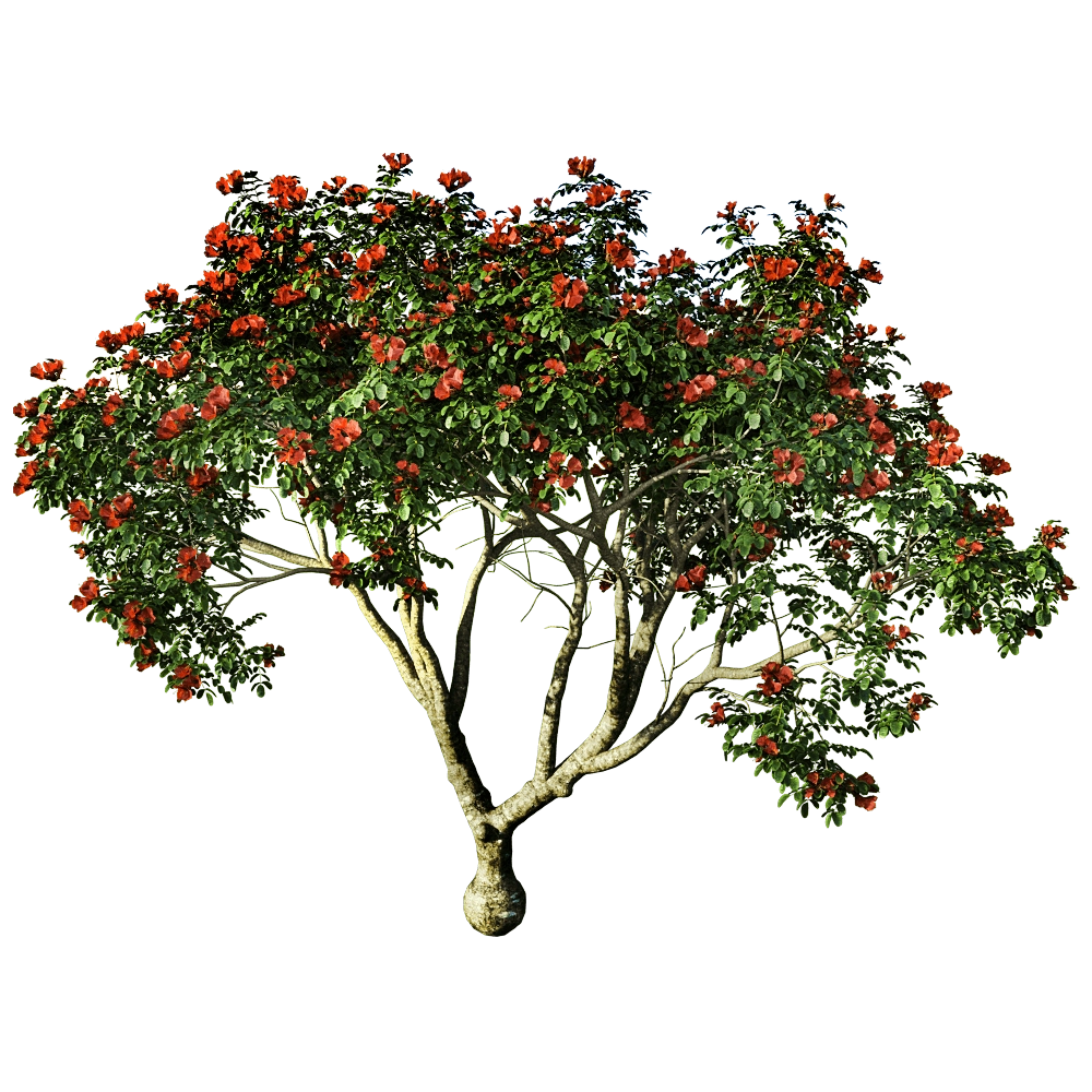 decoration – Pathodea Campanulata 01 03 3D Model