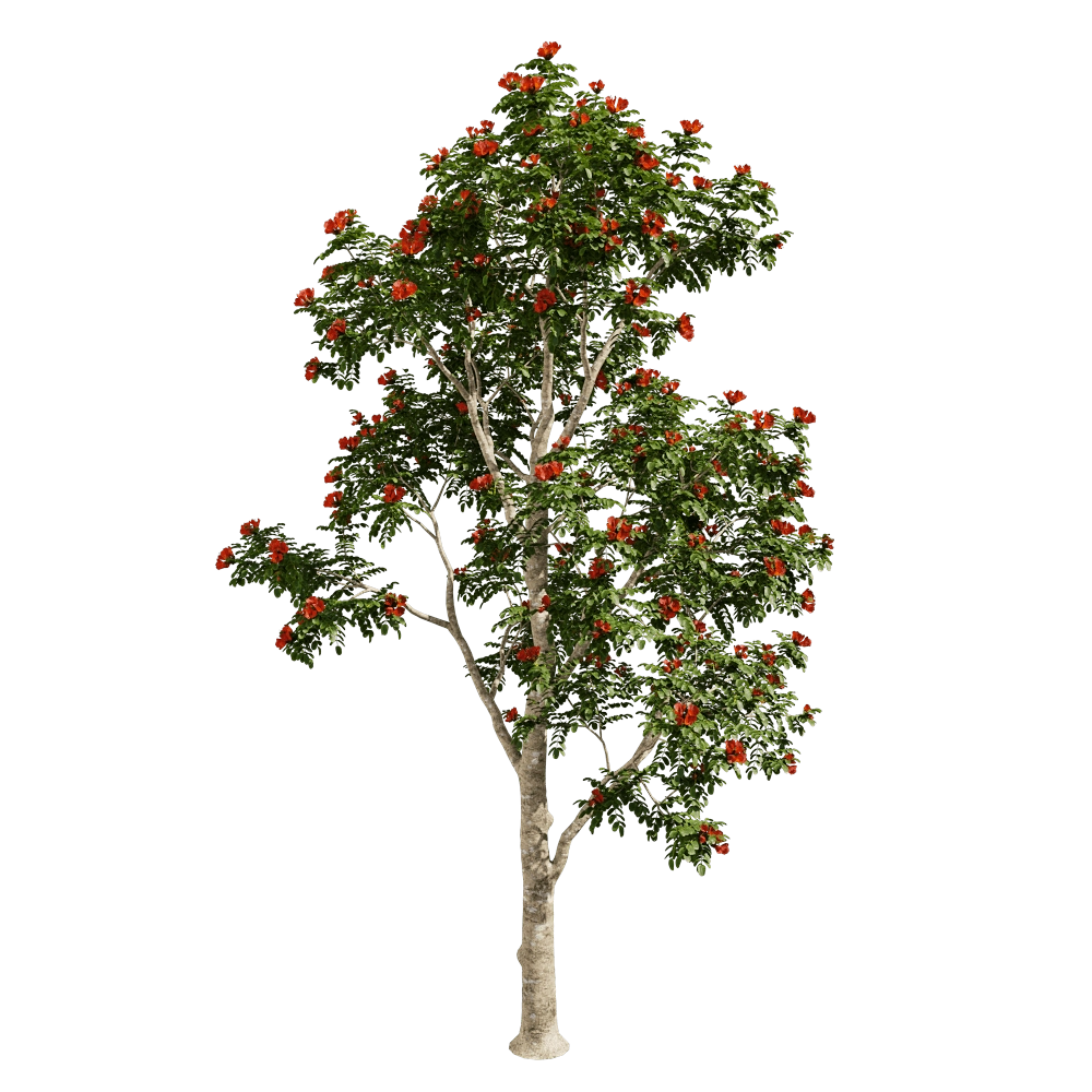 decoration – Pathodea Campanulata 01 05 3D Model