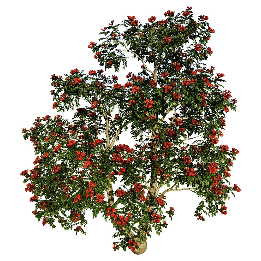 decoration – Pathodea Campanulata 01 06 3D Model