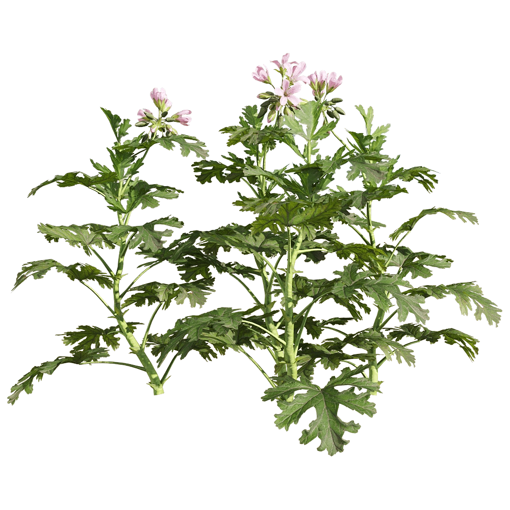 decoration – Pelargonium graveolens 1 3D Model decoration – Pelargonium graveolens 1 3D Model