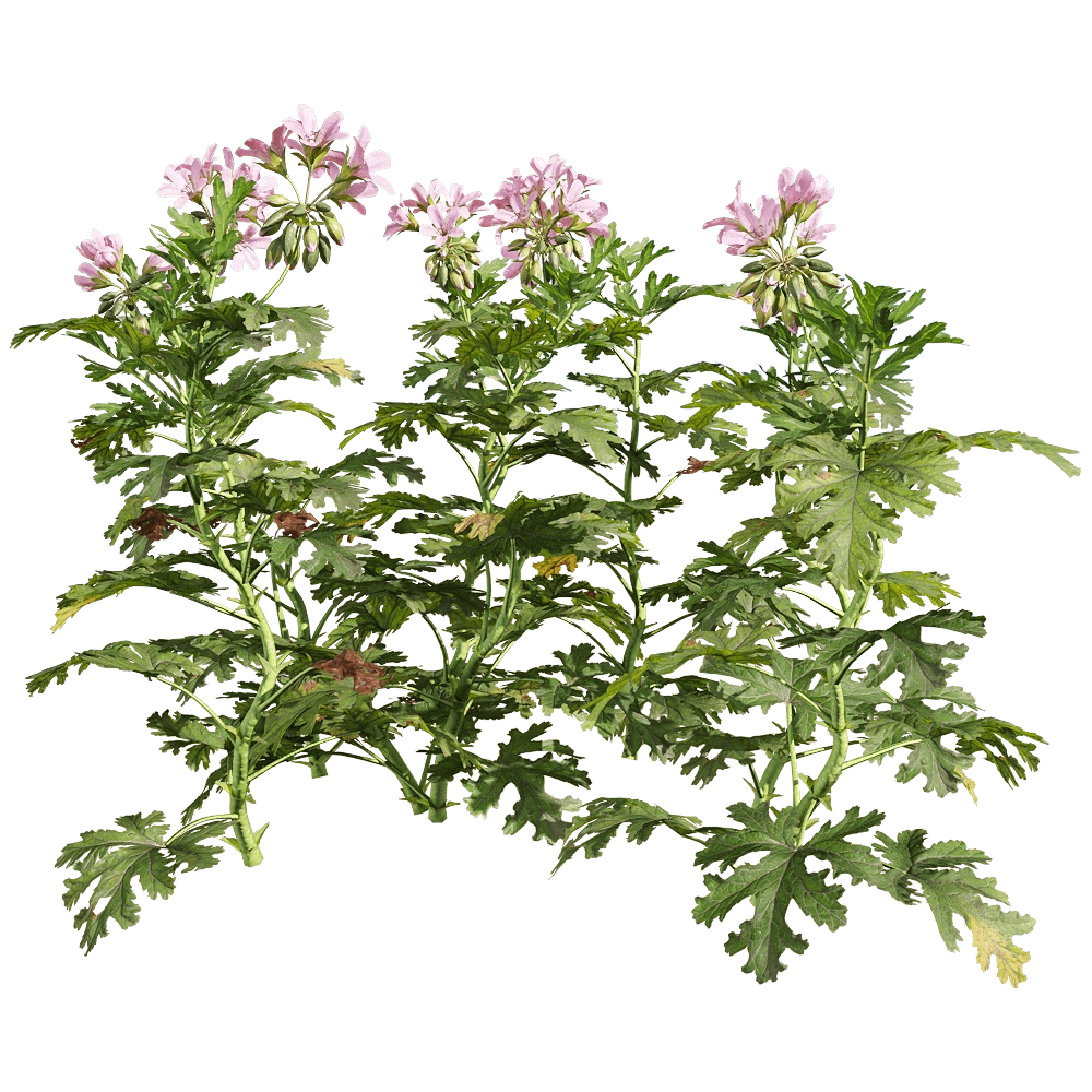 decoration – Pelargonium graveolens 2 3D Model decoration – Pelargonium graveolens 2 3D Model