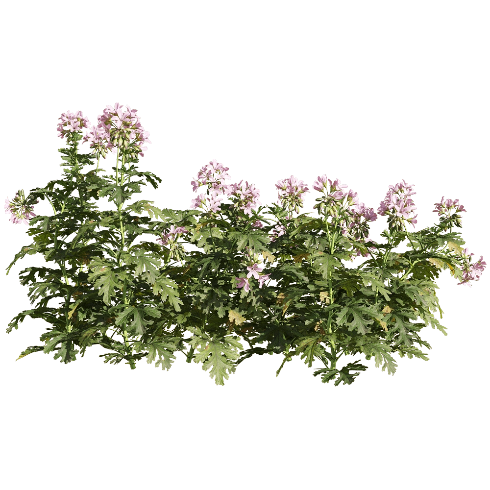 decoration – Pelargonium graveolens 3 3D Model decoration – Pelargonium graveolens 3 3D Model