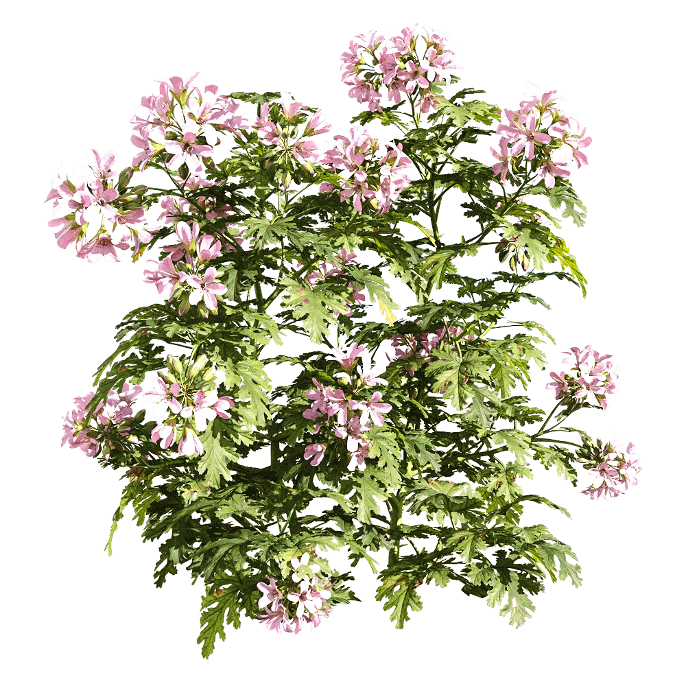 decoration – Pelargonium graveolens 4 3D Model decoration – Pelargonium graveolens 4 3D Model
