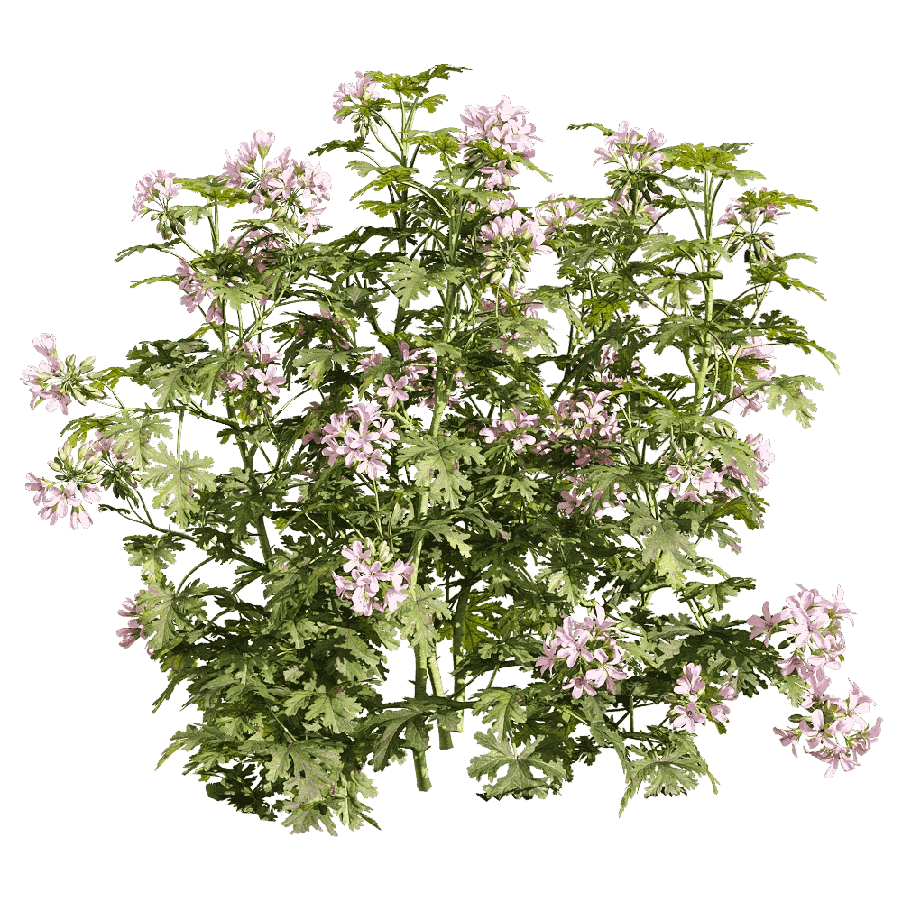decoration – Pelargonium graveolens 5 3D Model decoration – Pelargonium graveolens 5 3D Model