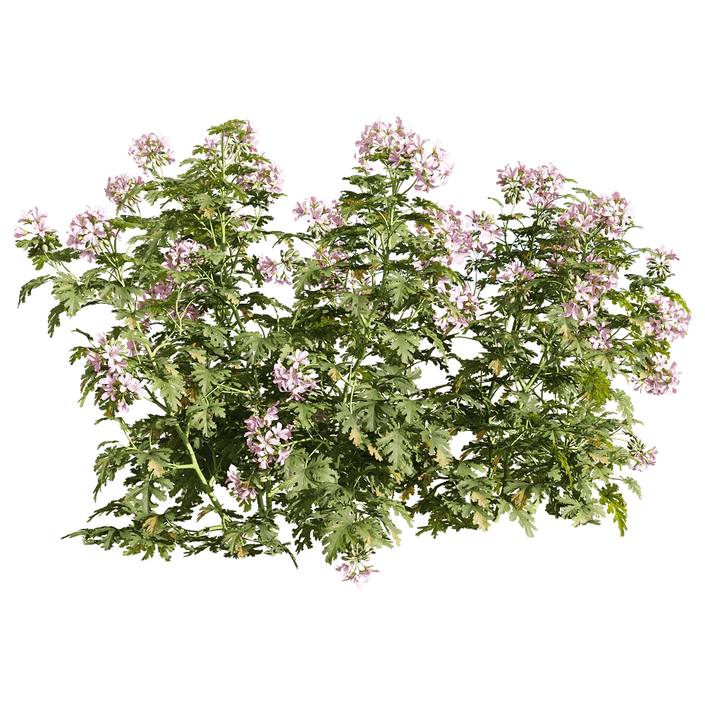decoration – Pelargonium graveolens 6 3D Model decoration – Pelargonium graveolens 6 3D Model