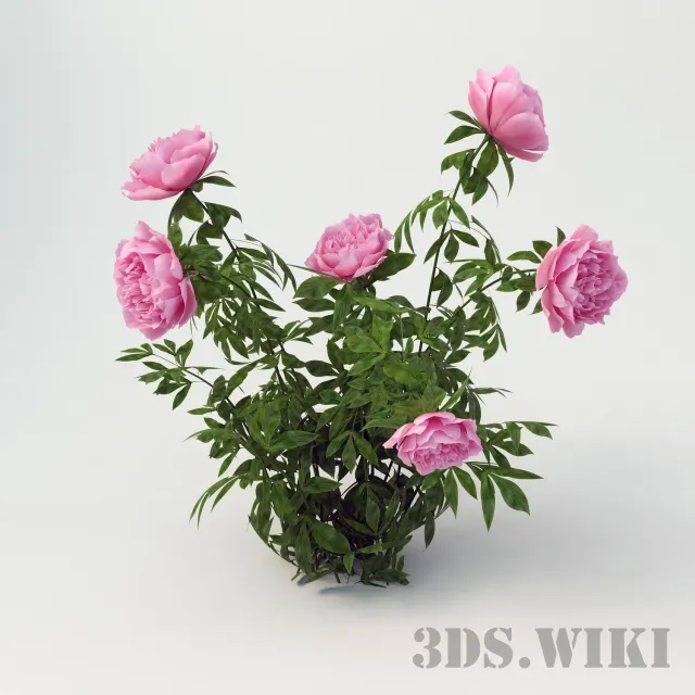 decoration – Peony 3D Model decoration – Peony 3D Model