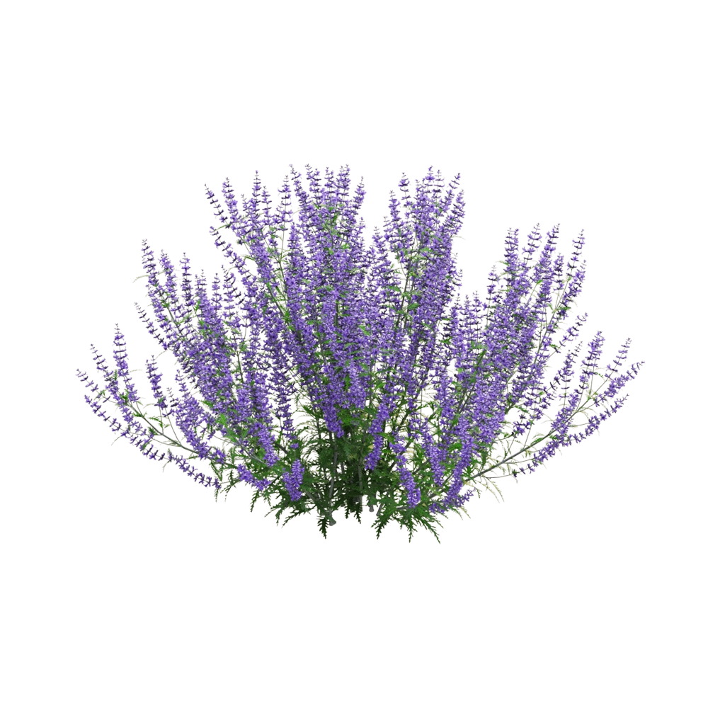 decoration – Perovskia atriplicifolia 02 3D Model