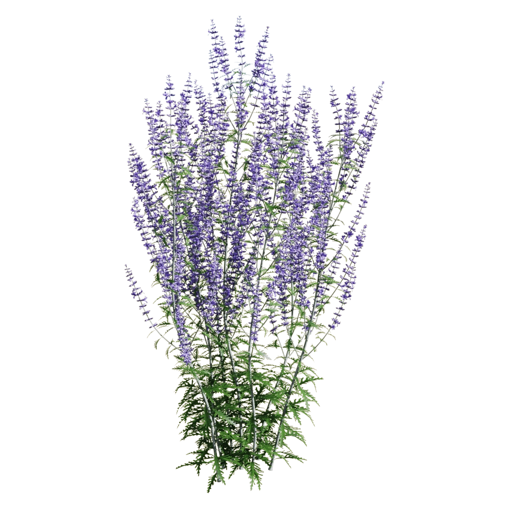decoration – Perovskia atriplicifolia 1 3D Model