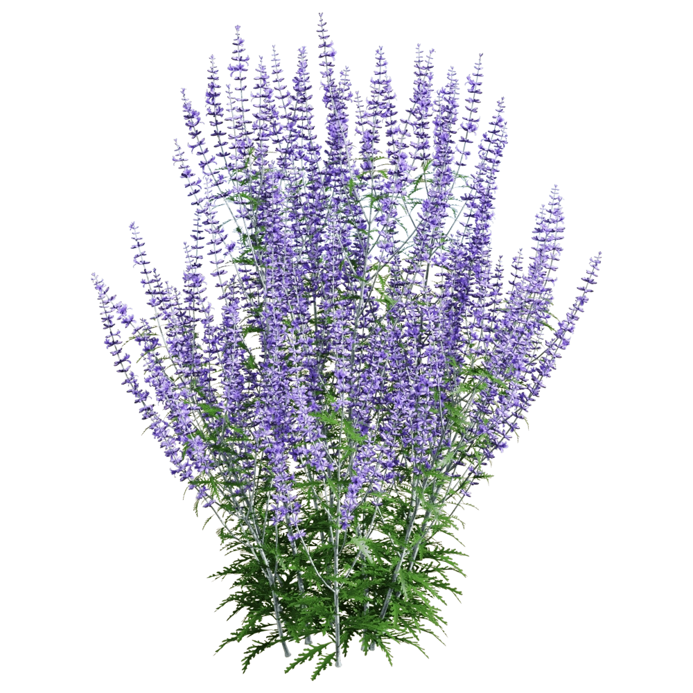 decoration – Perovskia atriplicifolia 3 3D Model