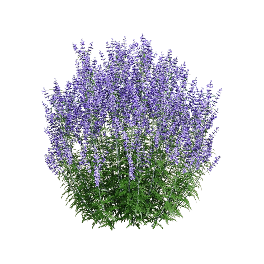 decoration – Perovskia atriplicifolia 4 3D Model decoration – Perovskia atriplicifolia 4 3D Model